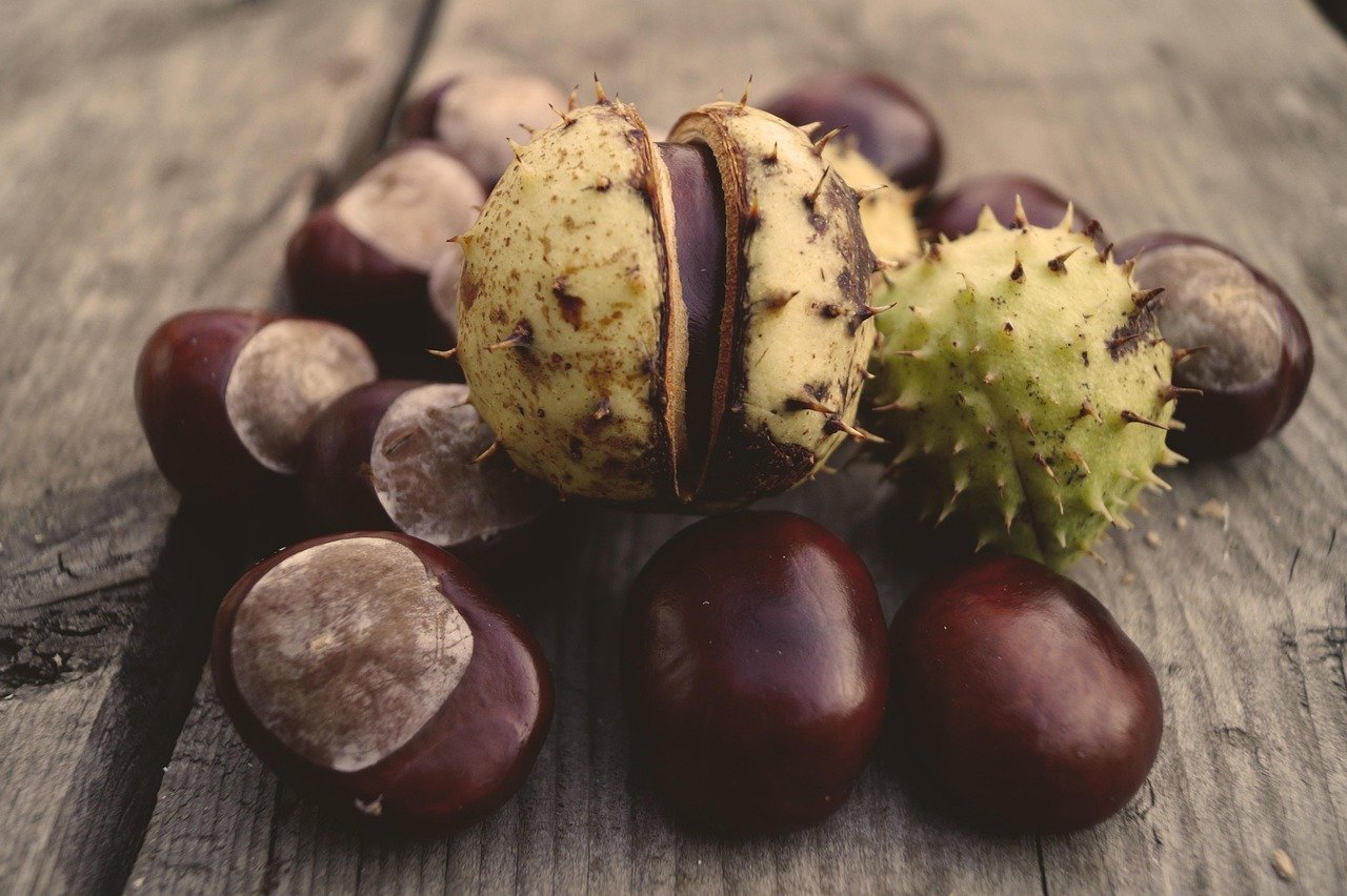 aesculus hippocastanum, horse chestnut, chestnut, crop, wood, plant, nature, autumn, horse chestnut, horse chestnut, horse chestnut, horse chestnut, horse chestnut, chestnut