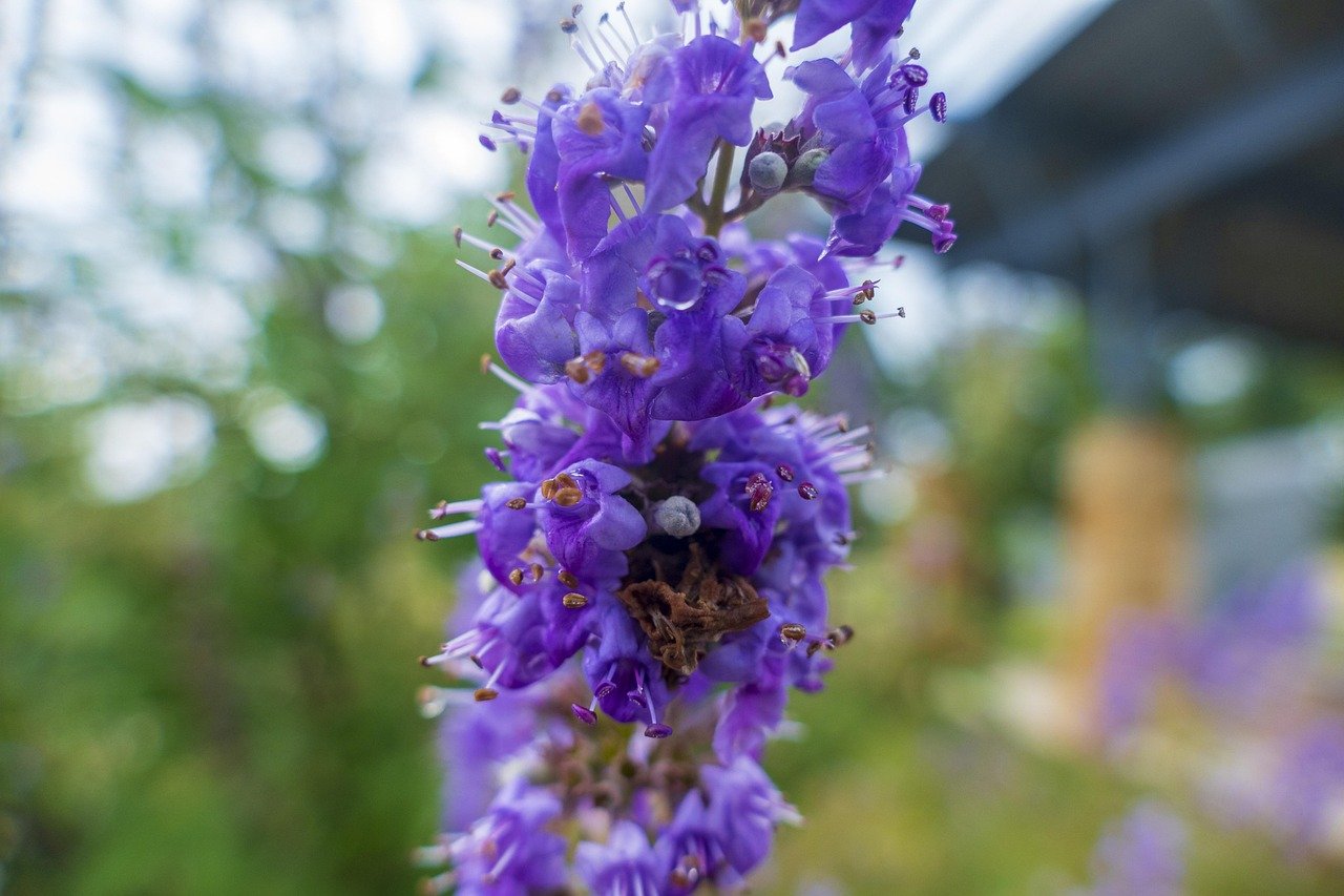 Agnus Castus, vitex, flower background, chaste, tree, flowers, purple, flora, nature, spring, natural, flower wallpaper, ecology, environment, beautiful flowers, beautiful, blossom, bloom, pollen, nectar, texas
