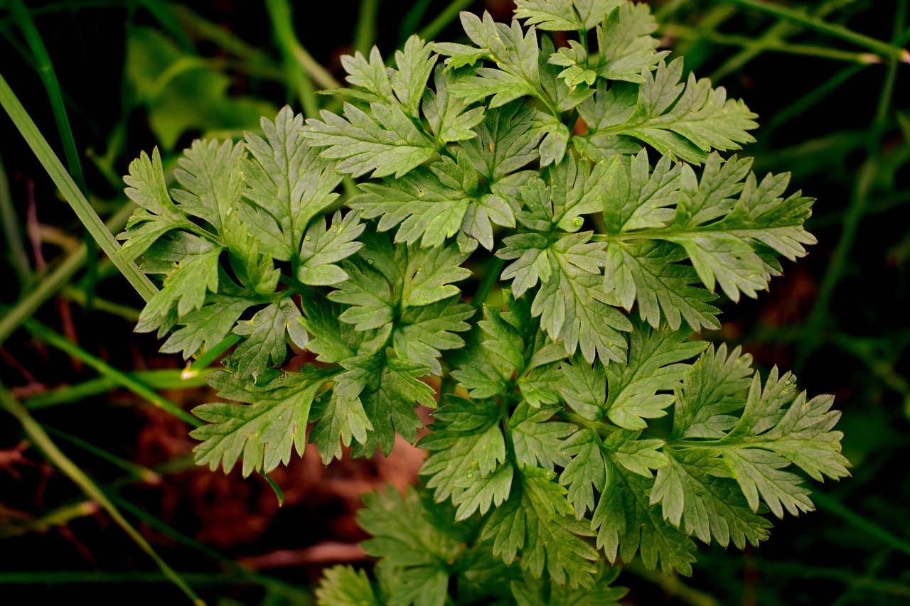 aethusa cynapium, parsley, herb, plant, fresh, nature, leaves, garden
