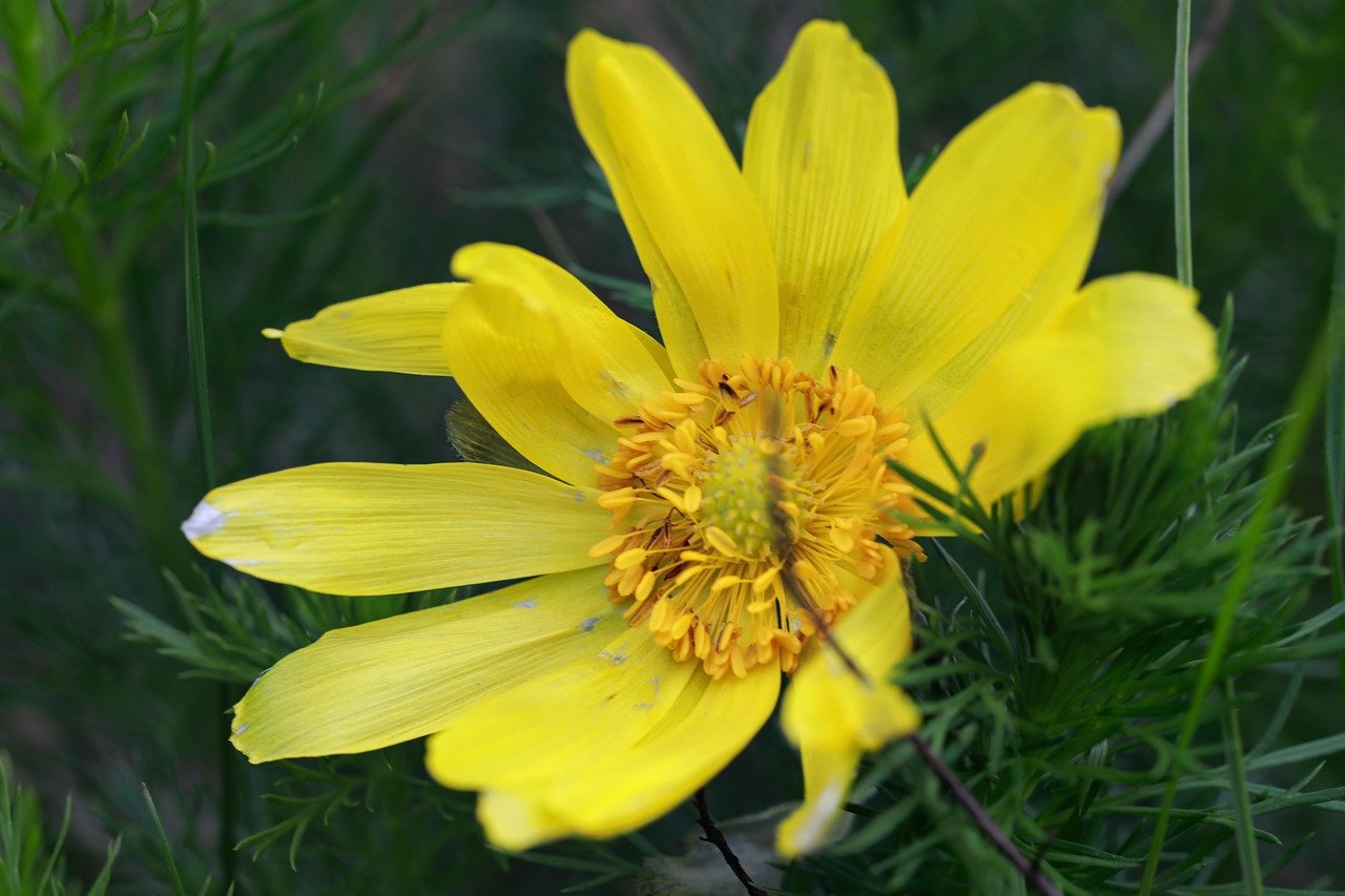 adonis vernalis, pheasant's eye, flower, flower wallpaper, flower background, wildflower, perennials, spring adonis, pheasant's eye, adonis, yellow flower, beautiful flowers, meadow, flora, spring, nature