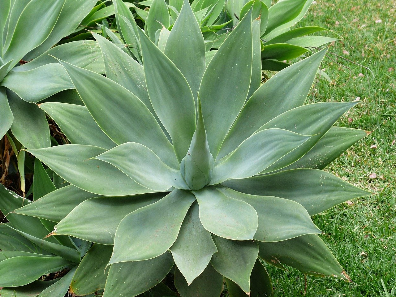 dragon tree agave, leaves, nature, plant, growth, green, agave attenuata, agave, agave family, liliaceae, gooseneck agave, fleshy, pointed