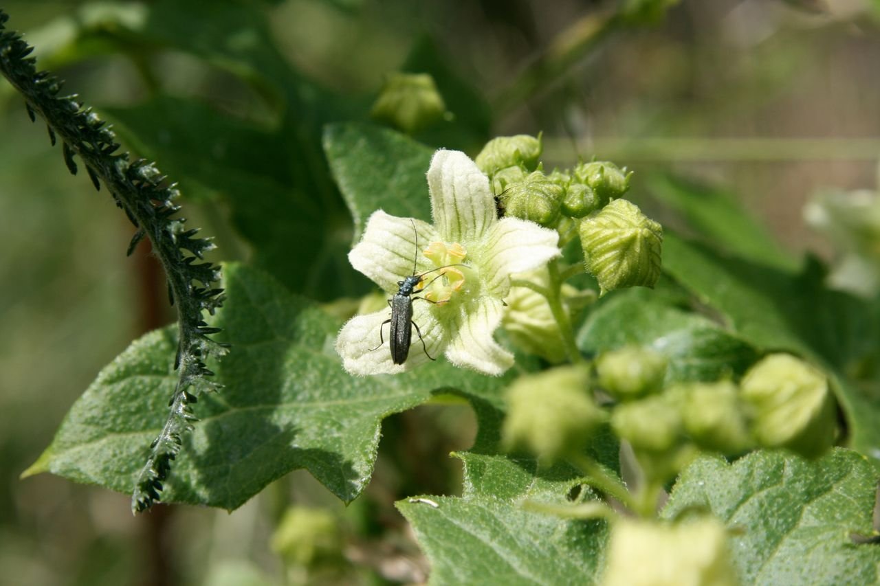 Detailed image of a false oil beetle (Oedemera nobilis) on a white flower surrounded by green leaves.