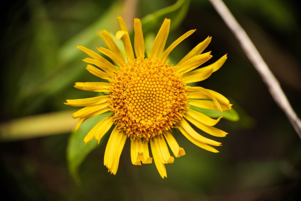 Close-up of a vibrant yellow arnica flower showcasing its intricate details and sunny petals.