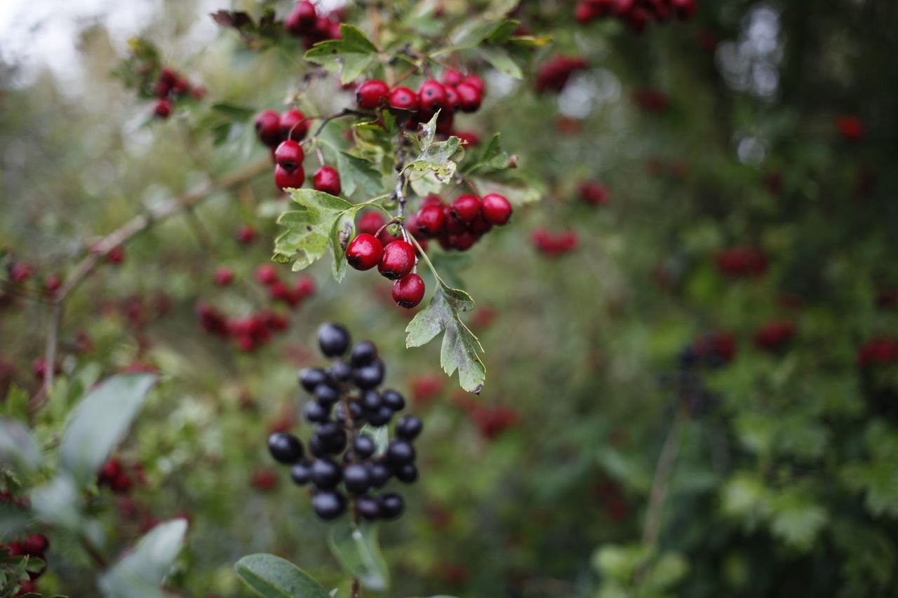 actea spicata, baneberry, Close-up of vibrant red and black berries against a lush forest backdrop, showcasing nature's beauty.