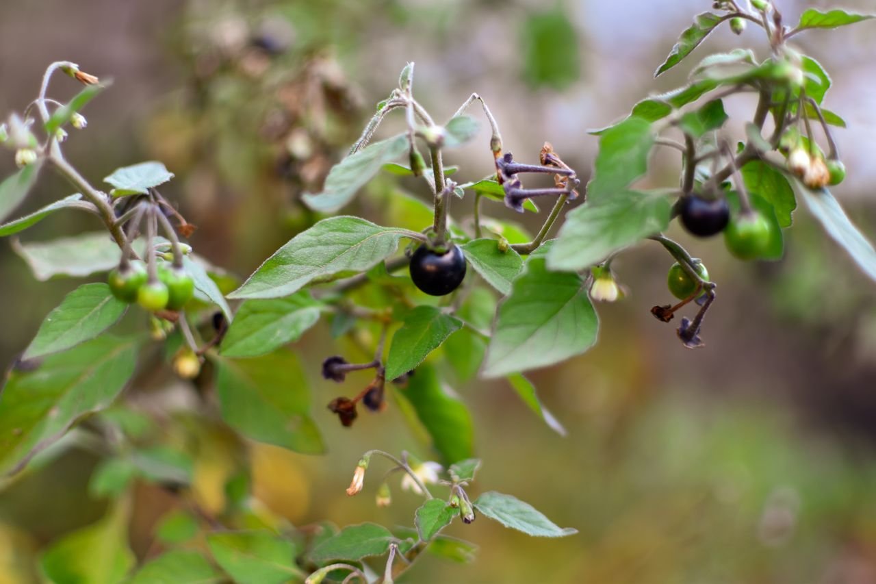Detailed view of nightshade plant with green and ripe black berries.