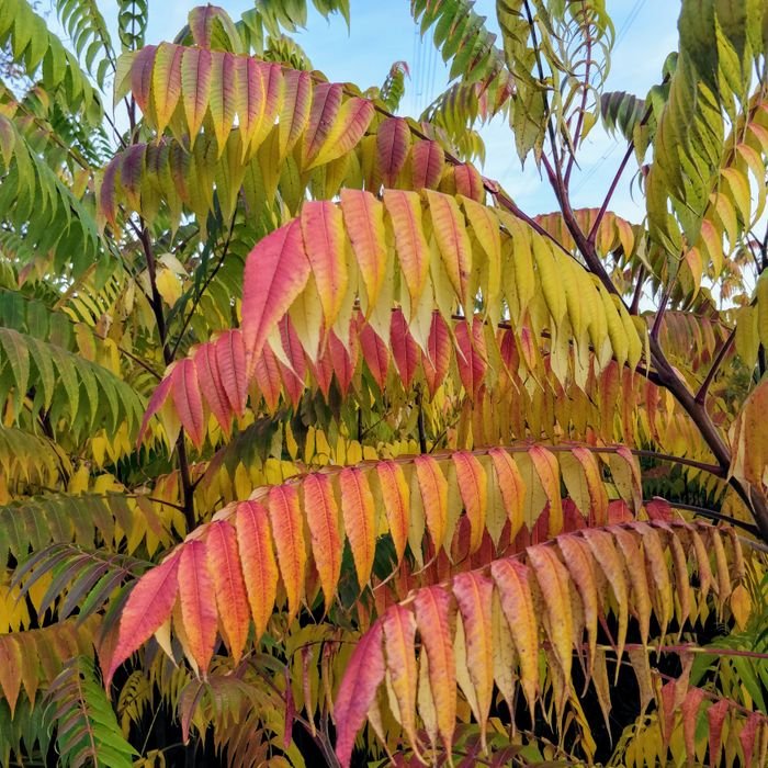Stunning display of colorful sumac leaves capturing the essence of fall.