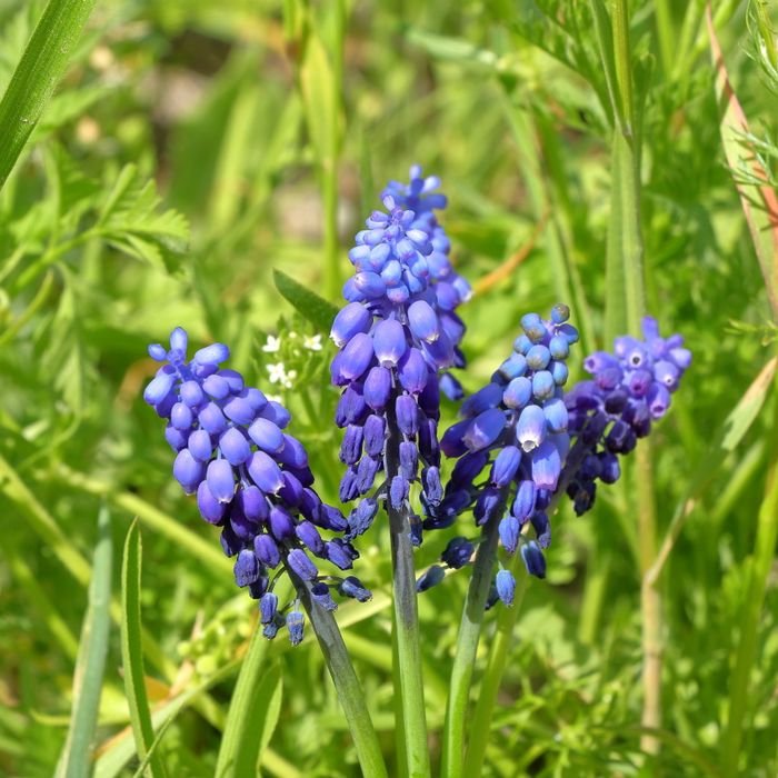 Agraphis nutans, Close-up of blooming grape hyacinths (Muscari armeniacum) in a spring garden.
