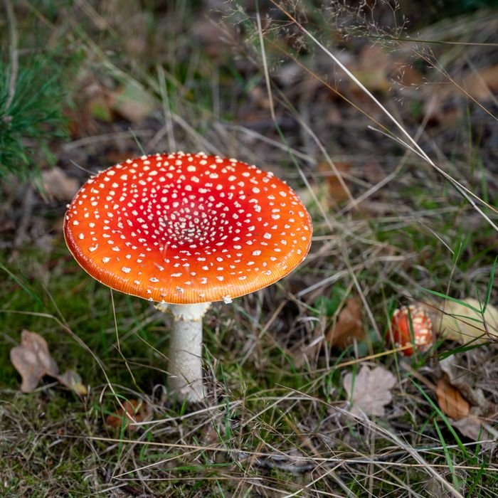 Agaricus muscarius, Close-up of a red and white Amanita muscaria mushroom in a Dutch forest setting, showcasing its vibrant colors.