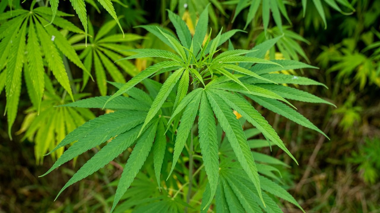 Vibrant green cannabis leaves captured in an outdoor setting, showcasing botanical details.