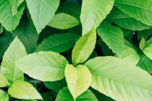 Vibrant green leaves in detail, showcasing natural foliage texture and color.