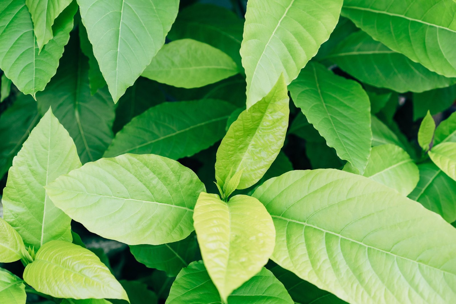 Vibrant green leaves in detail, showcasing natural foliage texture and color.