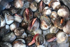 Close-up of fresh cockles in water at a market, showcasing seafood variety in Pranburi, Thailand.