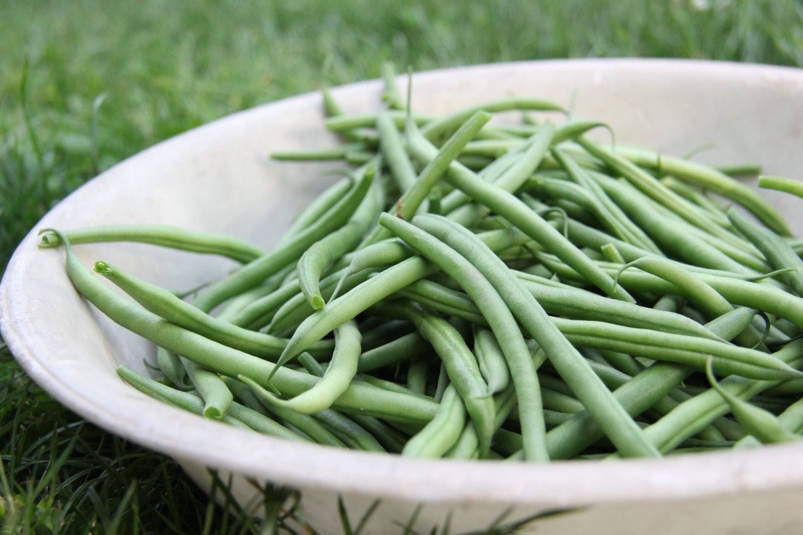 Close-up of fresh green beans in a white bowl placed on grass, captured outdoors.